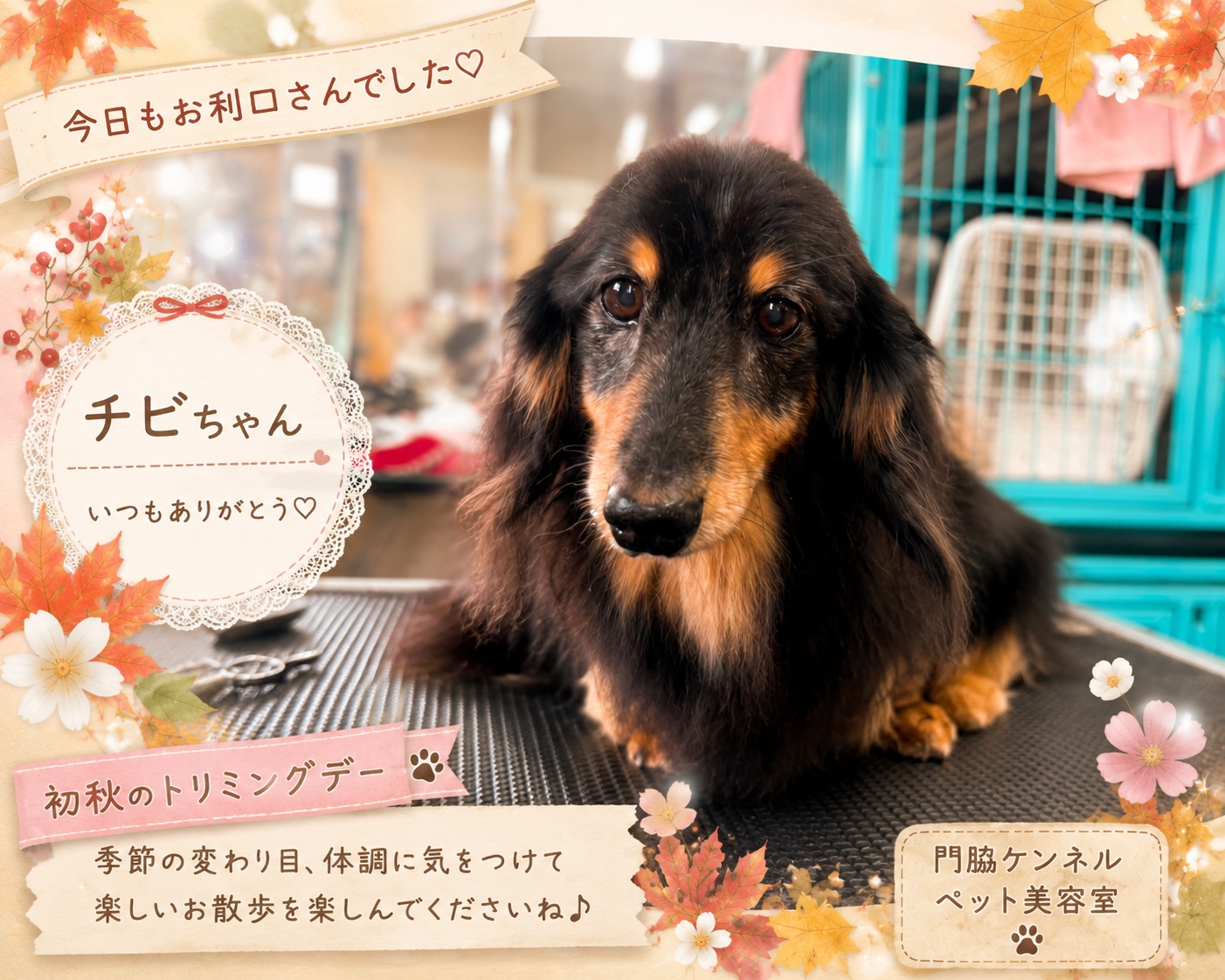 初秋デザインのチビちゃん