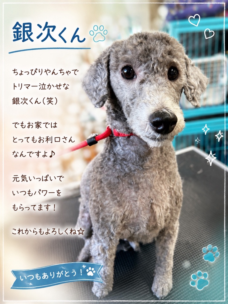 銀次くん