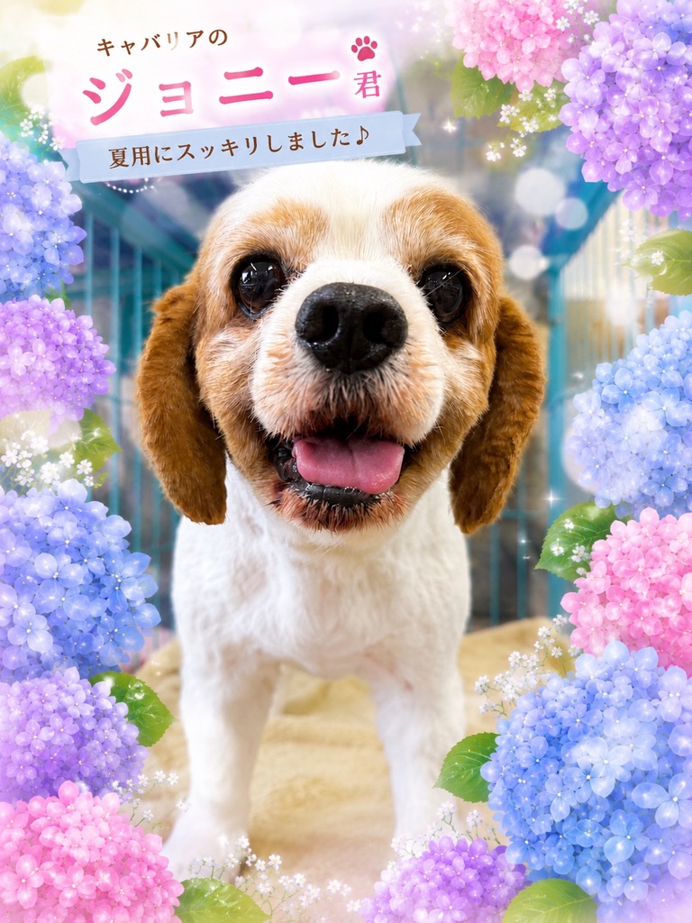 ジョニー君