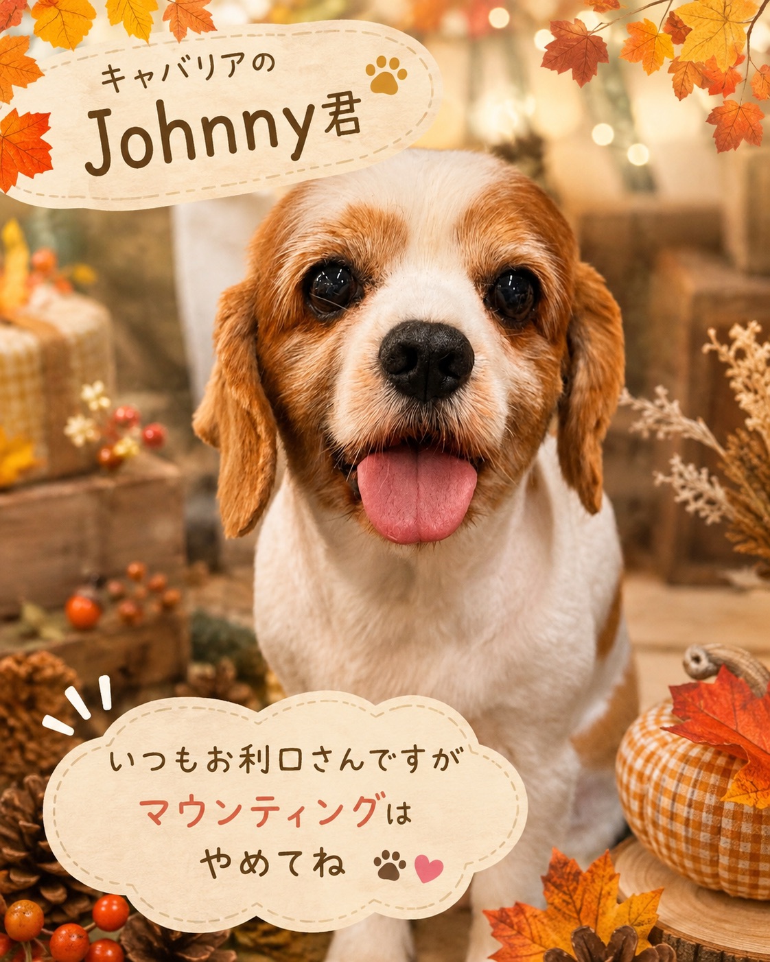 秋の装いのキャバリア、Johnny君