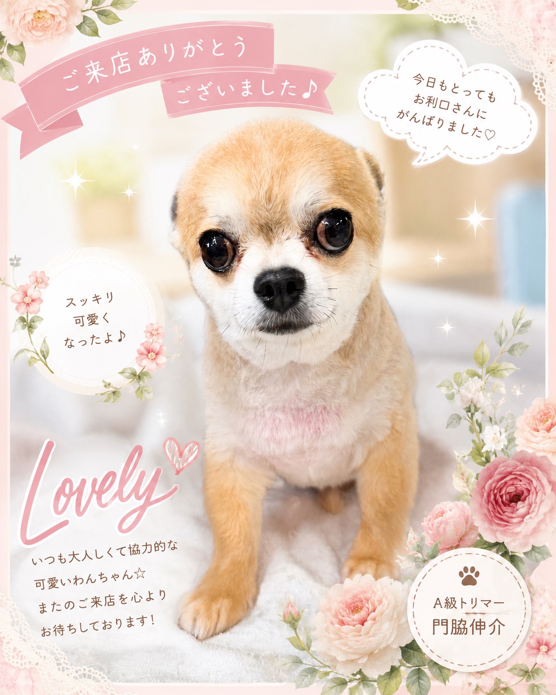 可愛いわんちゃん