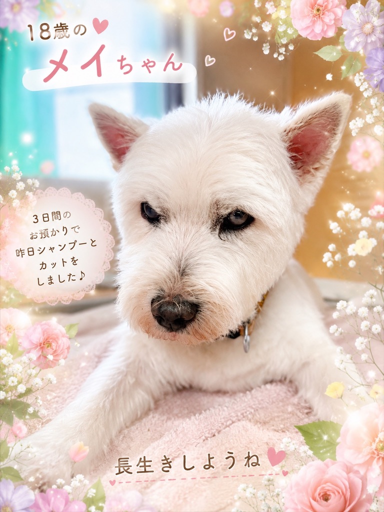 メイちゃん