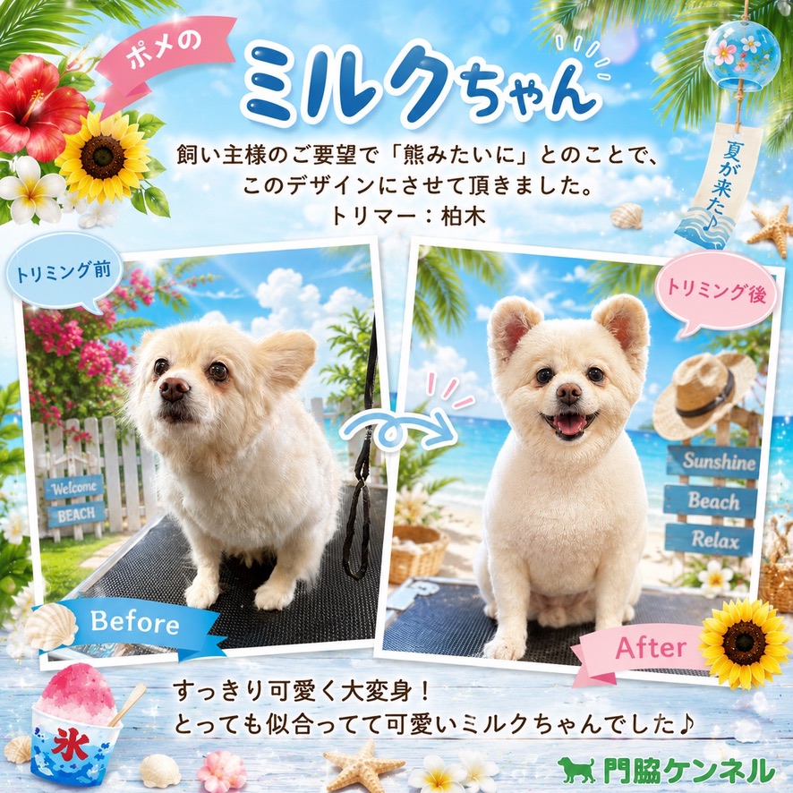 トリミングですっきり変身したミルクちゃん