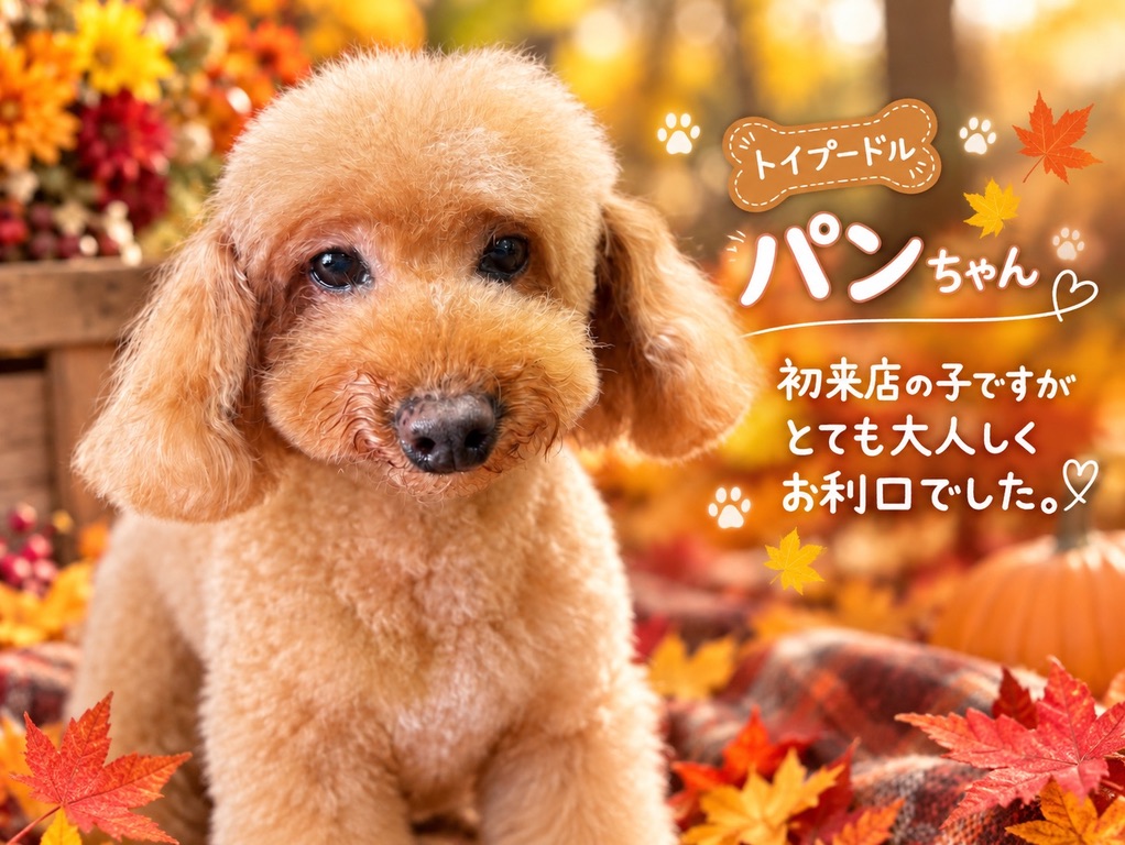 初来店のトイプードルのパンちゃん。とても大人しくお利口でした。