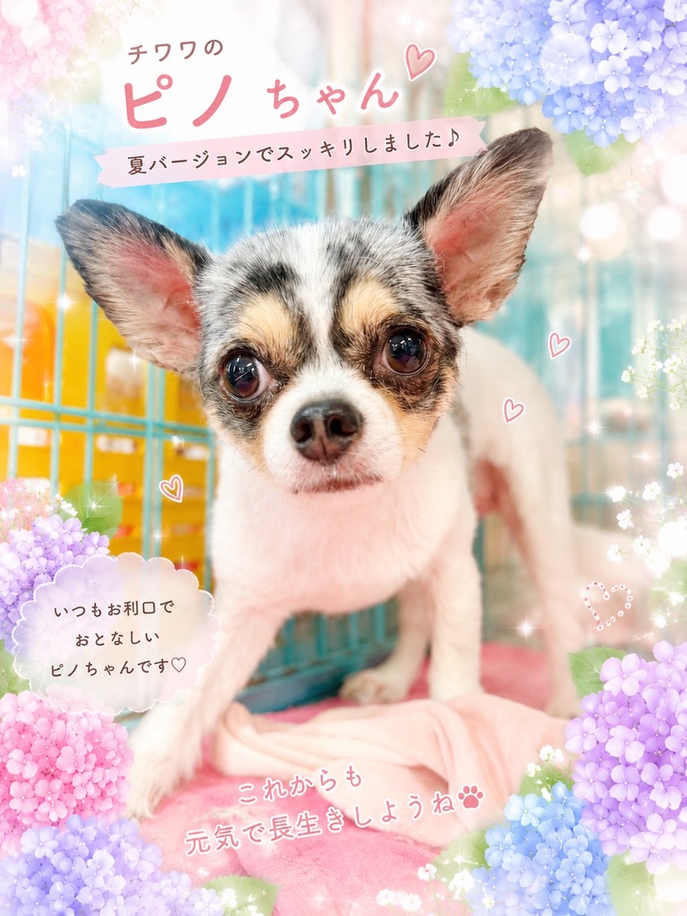 ピノちゃん