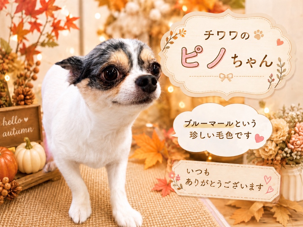 ブルーマールのチワワ、ピノちゃん