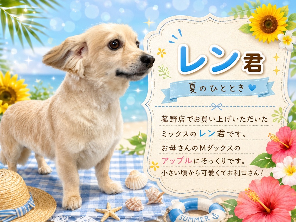 夏の装いのミックス犬、レン君