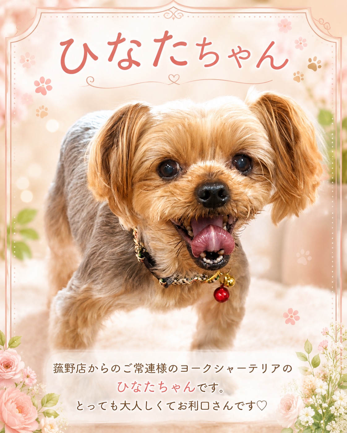 ヨークシャーテリアのひなたちゃん