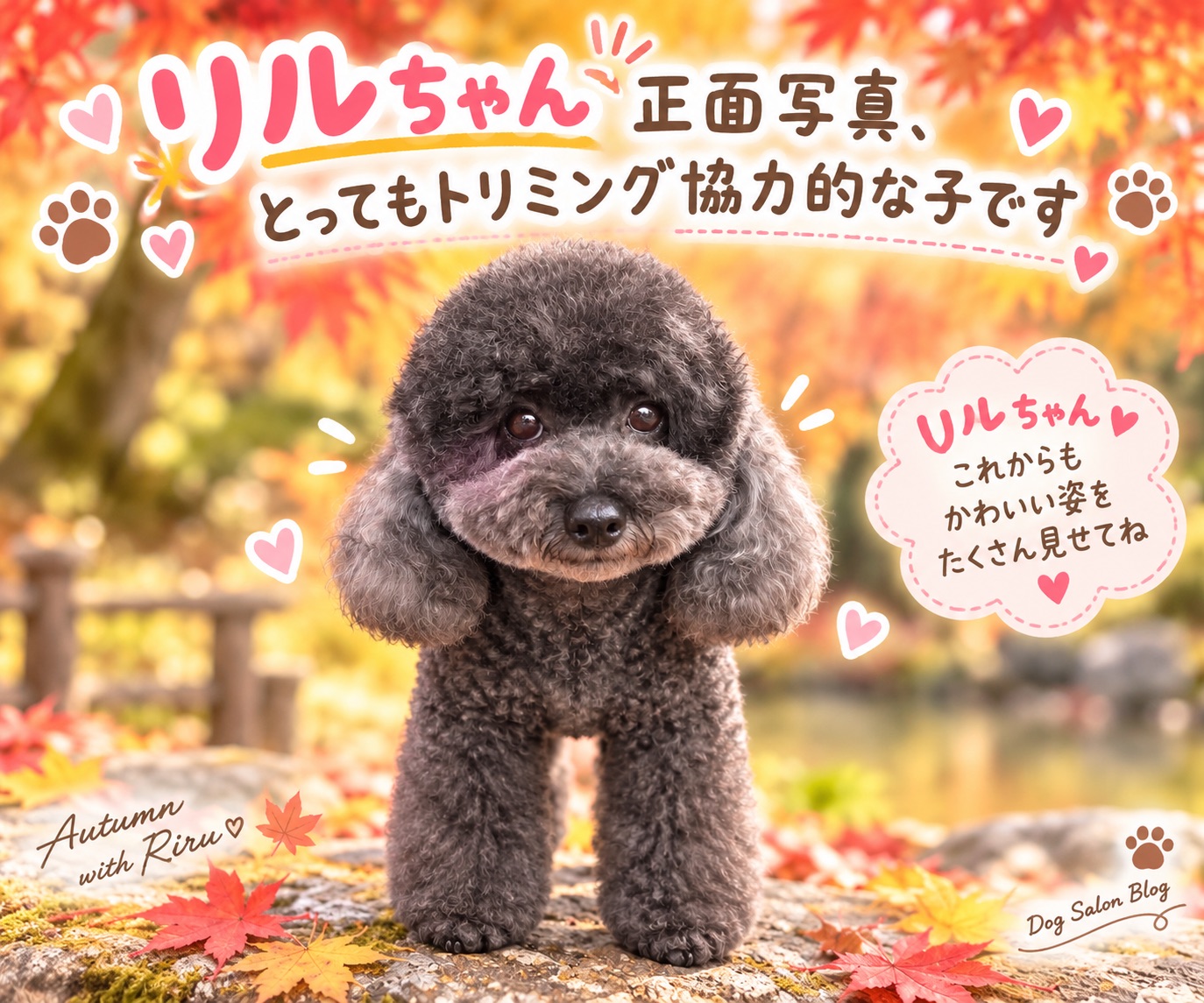 トイプードルのリルちゃん、正面の写真