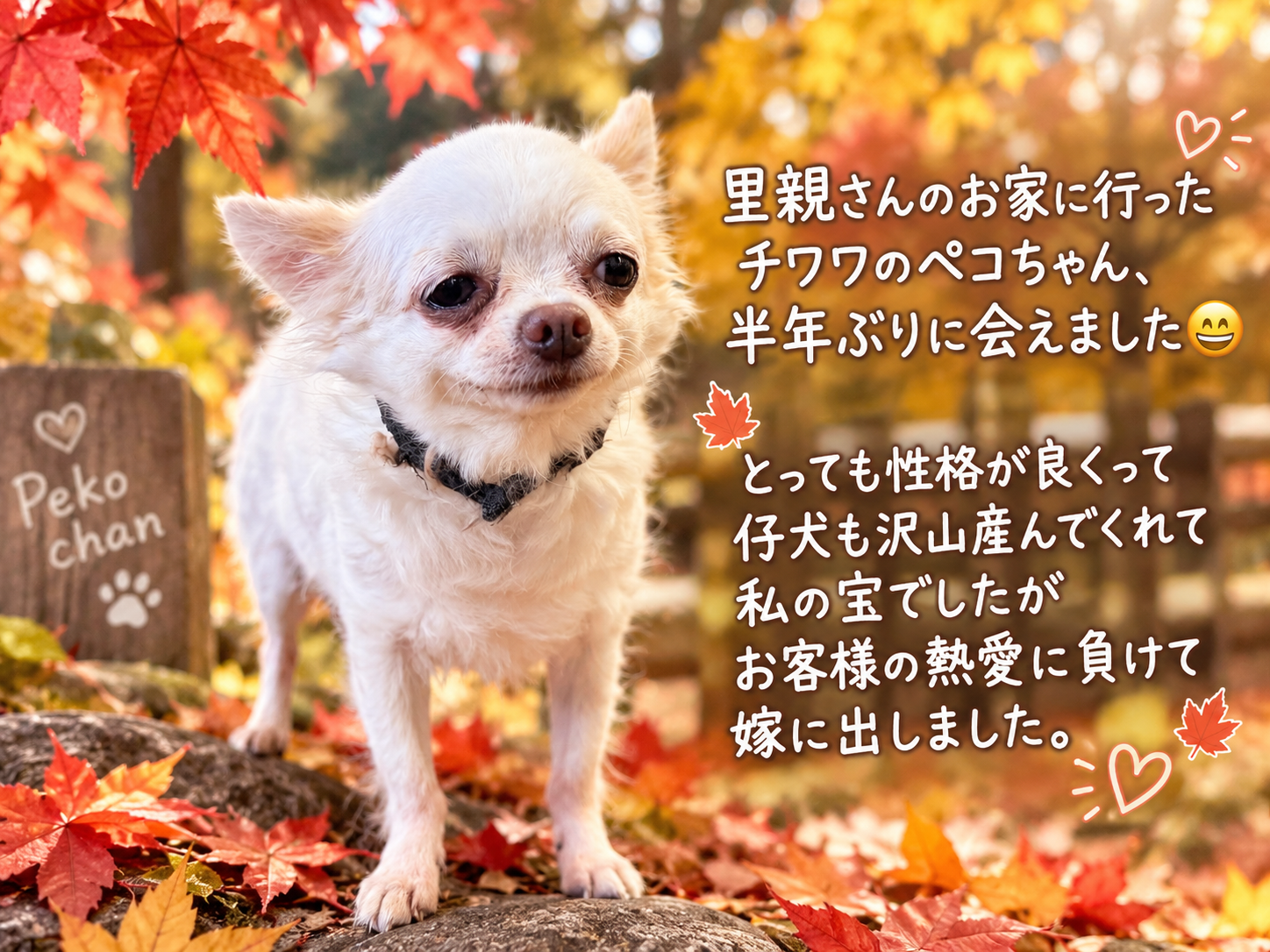 里親さんのお家に行ったチワワのペコちゃん。半年ぶりの再会。