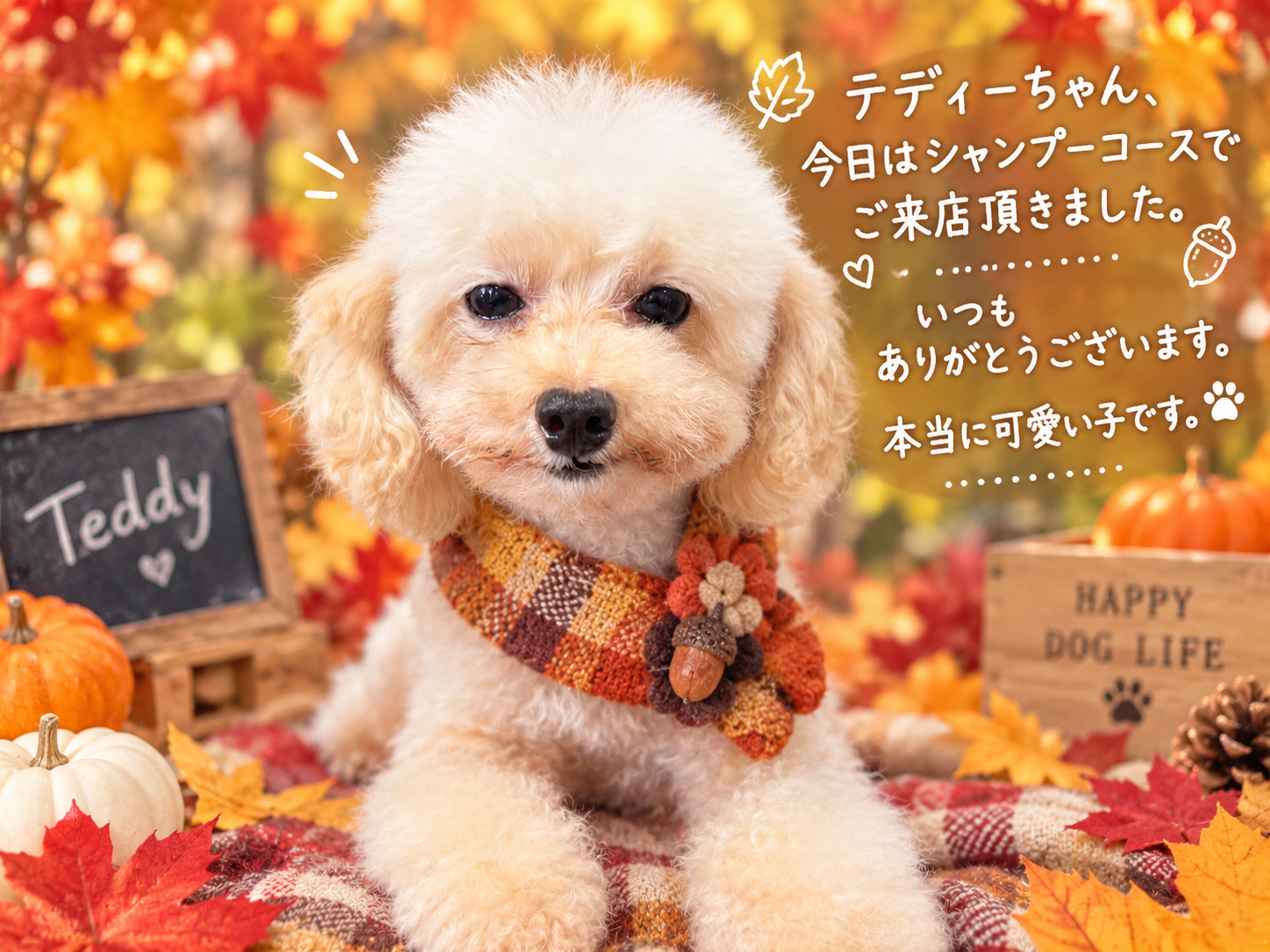 シャンプーコースでご来店のテディーちゃん