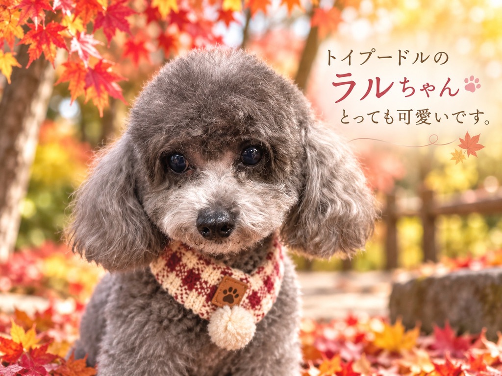 トイプードルのラルちゃん、秋の写真