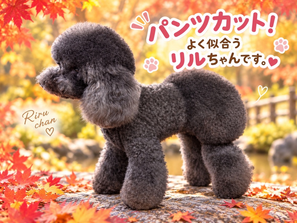 トイプードルのリルちゃん、パンツカット