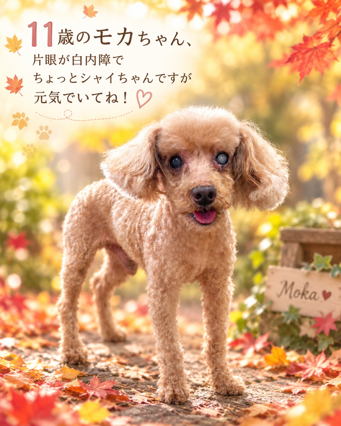 11歳のモカちゃん、片眼が白内障ですが元気な姿