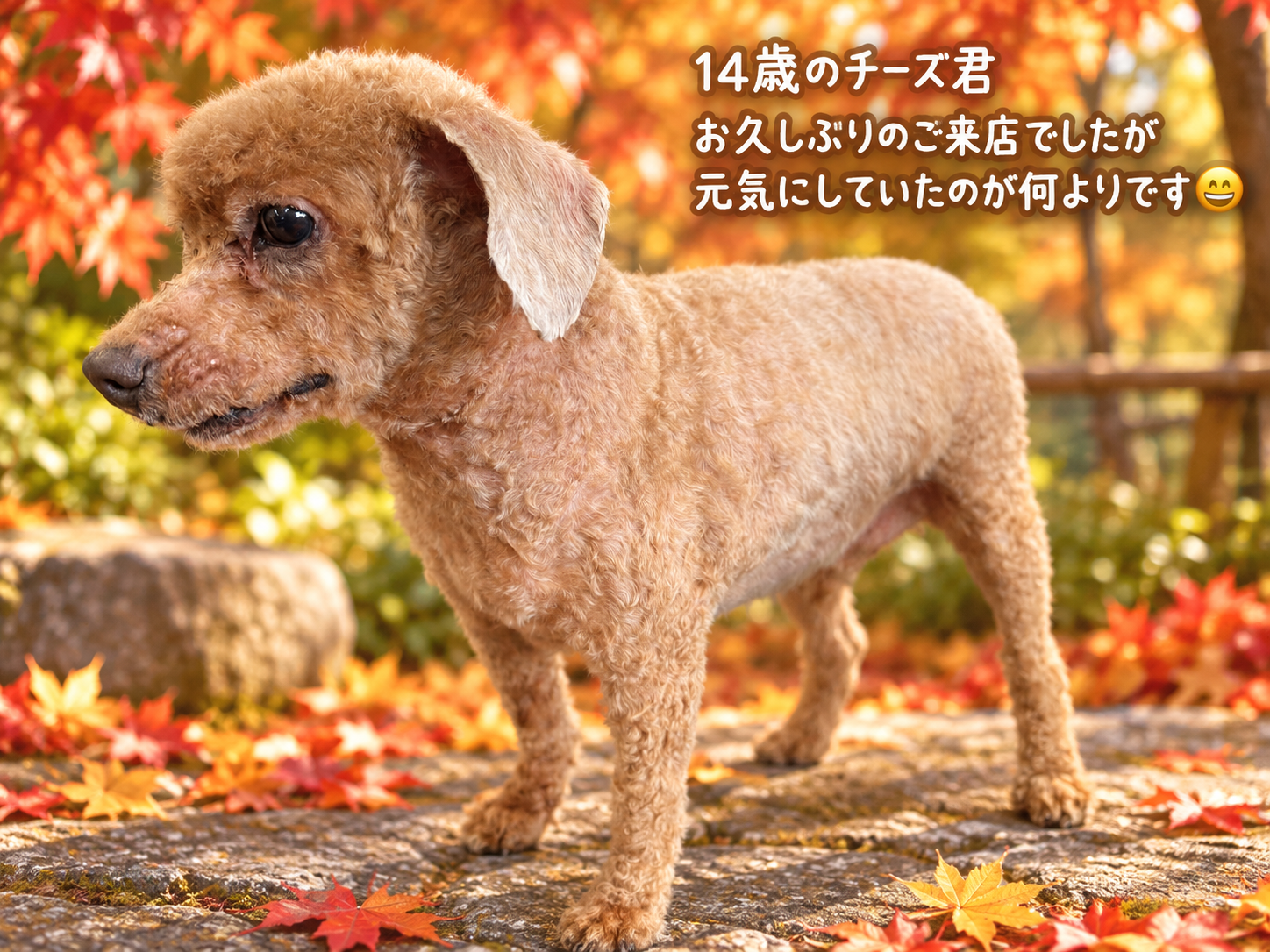 14歳のチーズ君。お久しぶりのご来店でしたが元気にしていたのが何よりです。