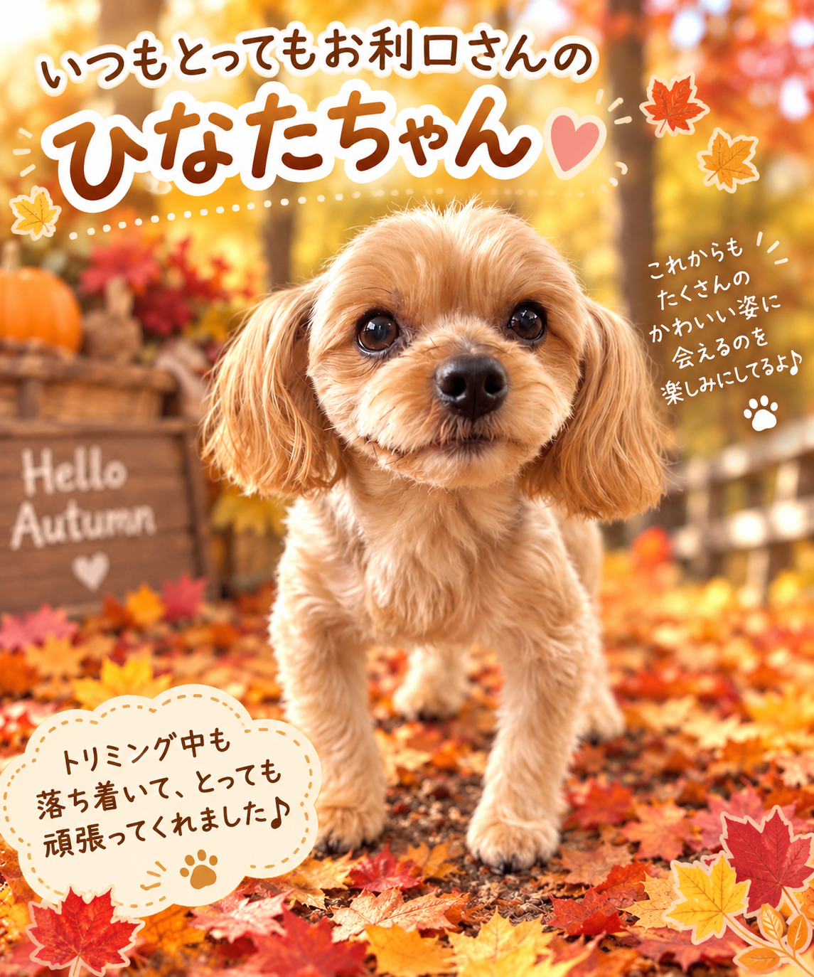 秋の紅葉を背景にしたひなたちゃん