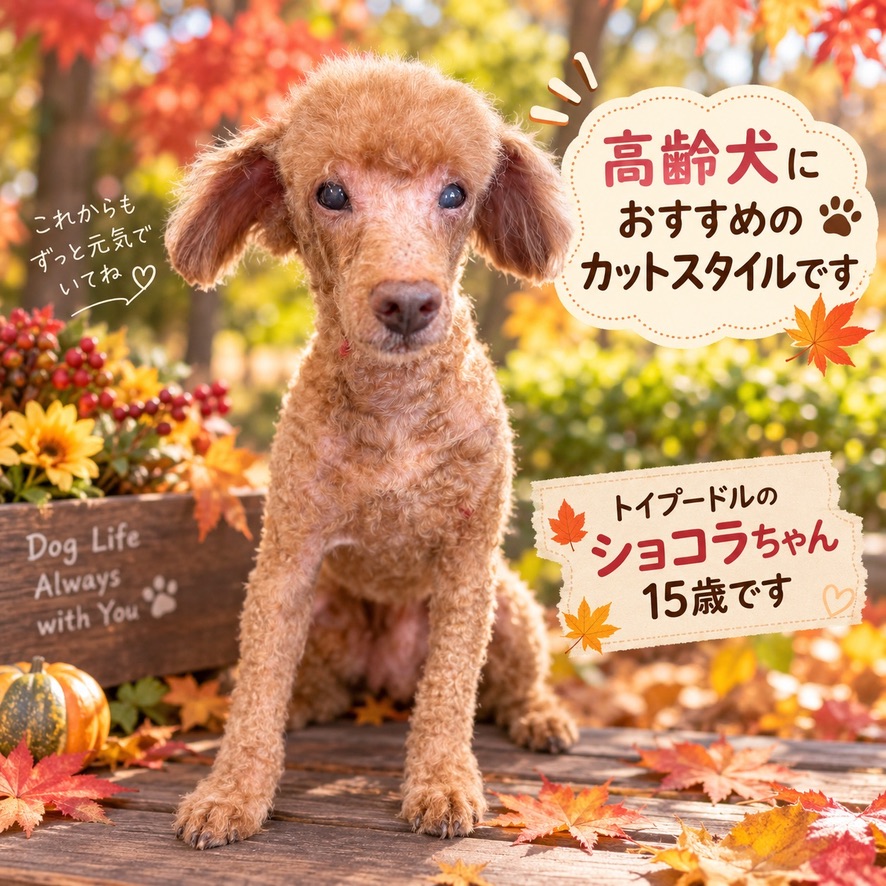 トイプードルのショコラちゃん15歳、高齢犬におすすめのカットスタイル