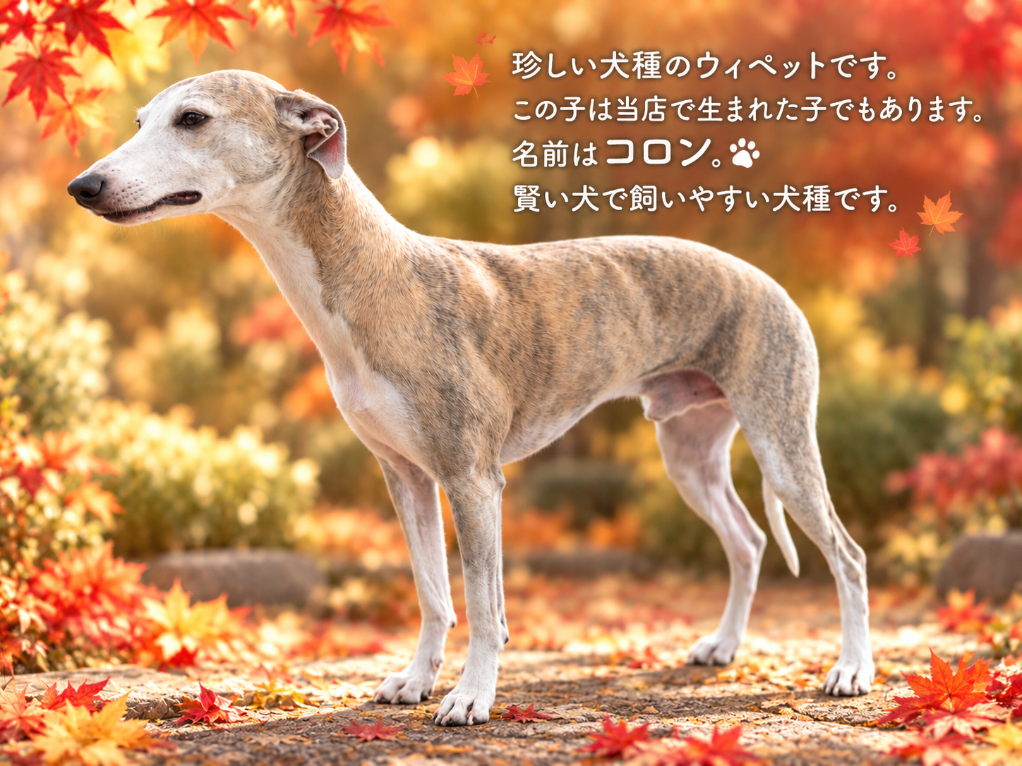 当店で生まれたウィペットのコロンちゃん