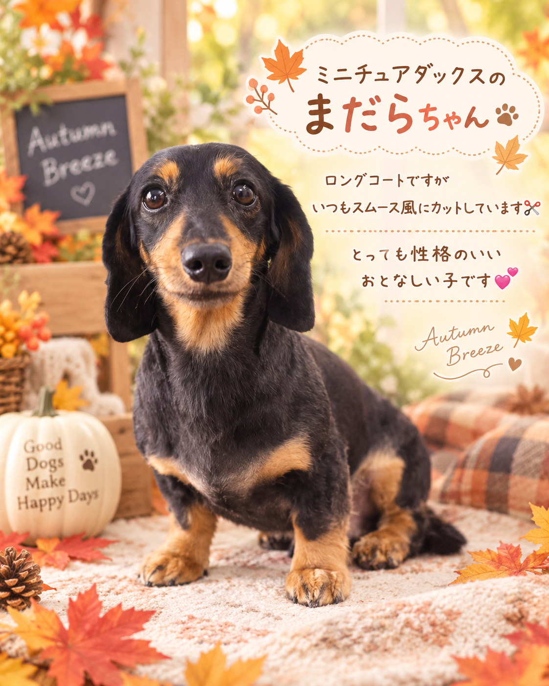 秋の装いのまだらちゃん