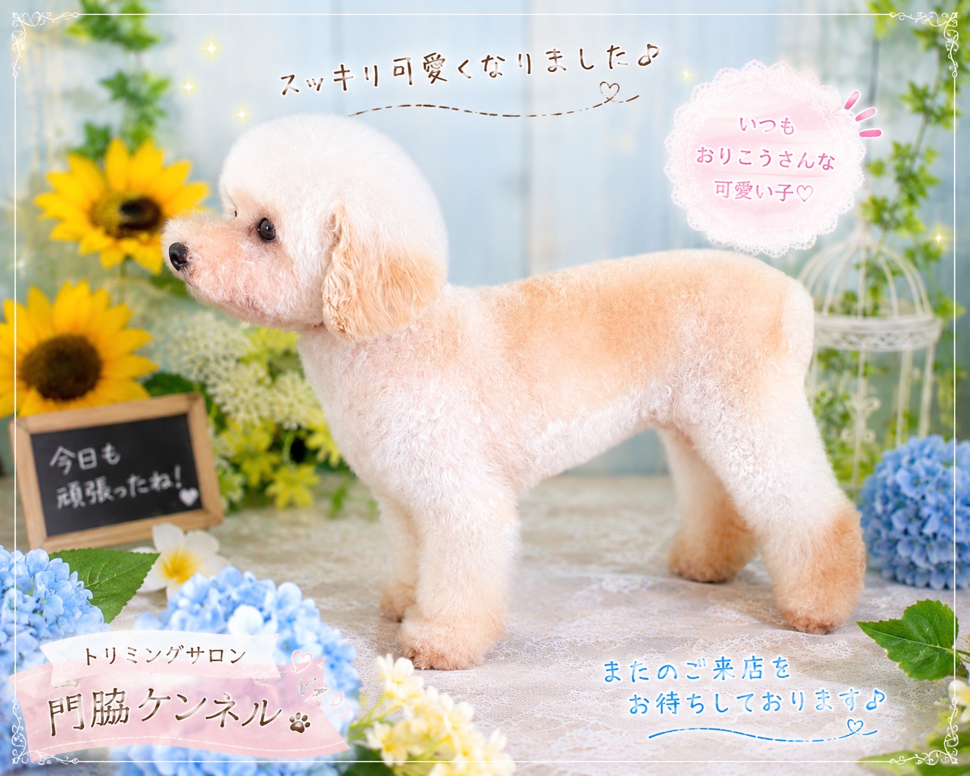 すっきり可愛く仕上がったトイプードル