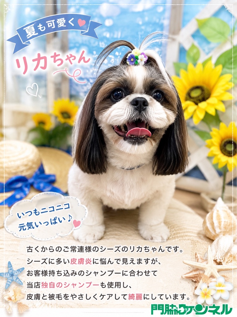 シーズーのリカちゃん