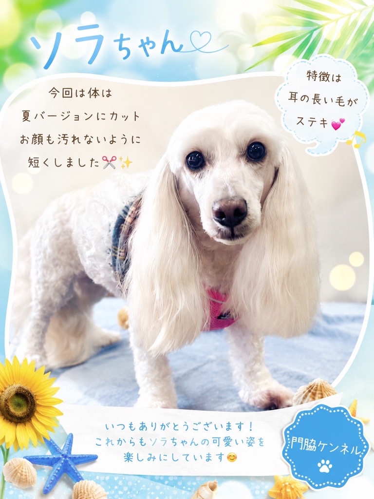 夏バージョンにカットしたソラちゃん